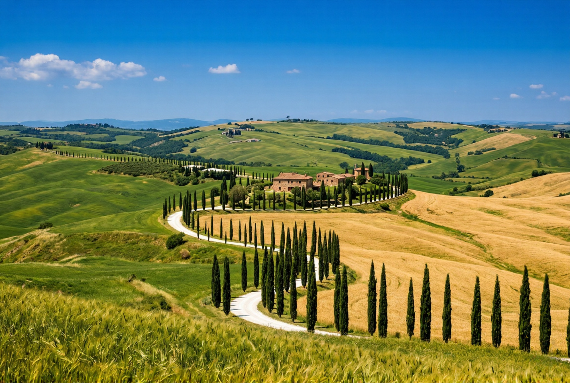 Rolling green and golden wheat hills of Val d'Orcia in Tuscany with cypress rows white gravel road lone farmhouse and deep blue sky